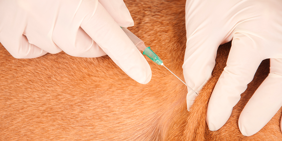 purina-rabia-en-perros