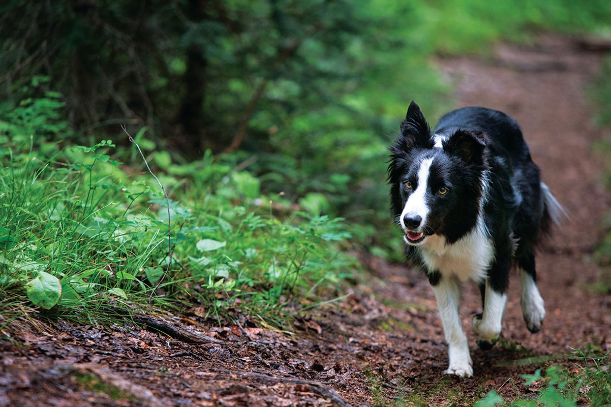 El border collie es la representación física de la energía, raza de perros medianos trabajadores y amorosos.  