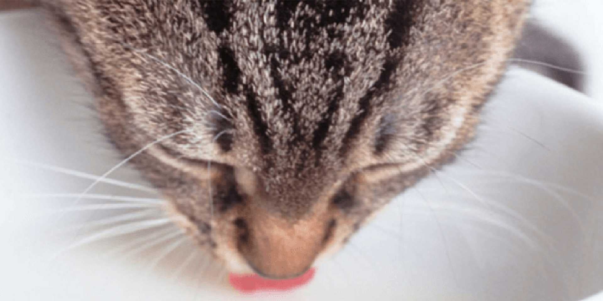 Descubre si los gatos pueden tomar leche