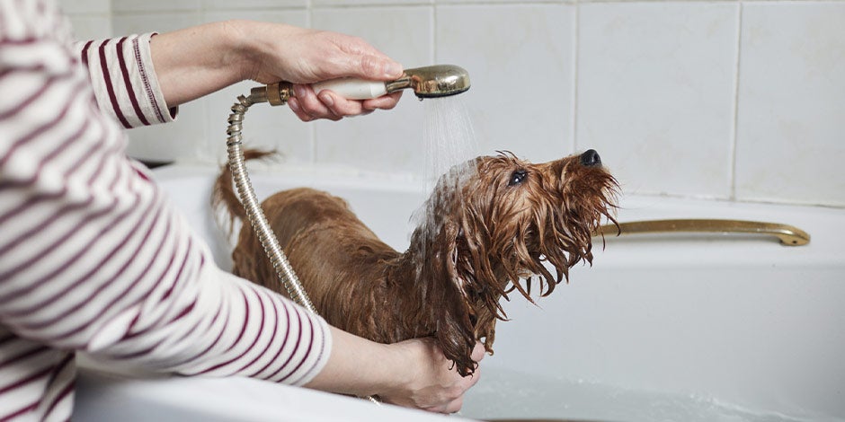 Higiene de las mascotas, baño en casa Higiene de las mascotas, baño en casa