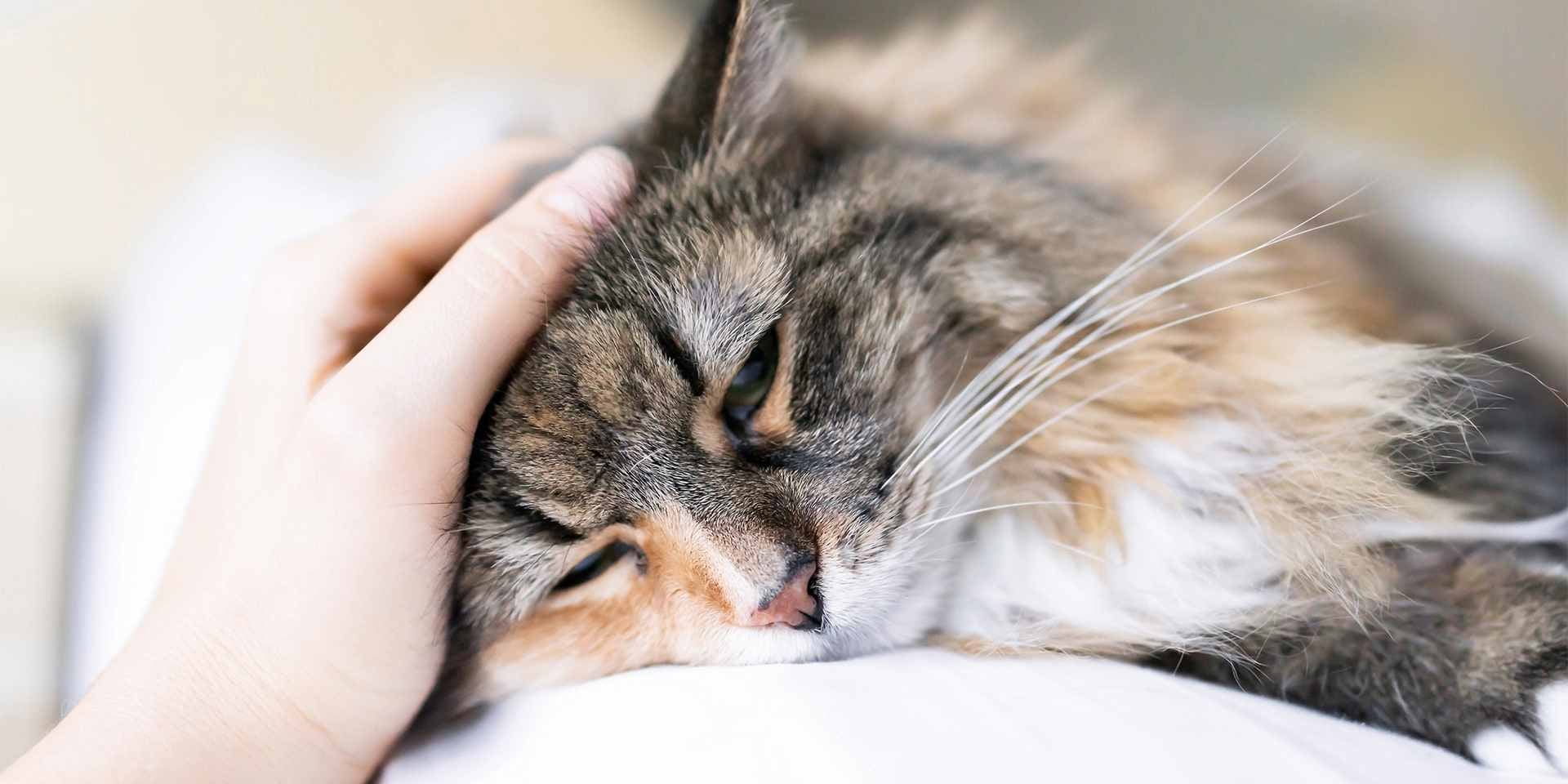 Mi gato esta triste Mi gato esta triste