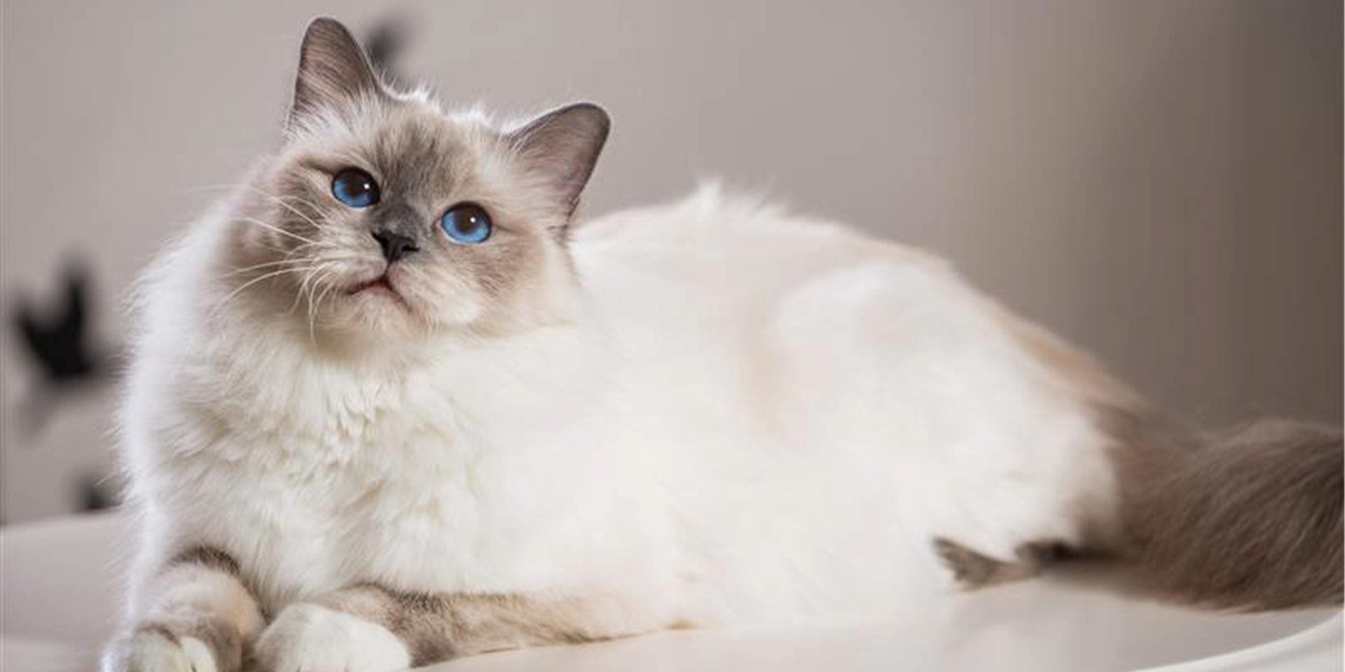 Raza de gato Birmano