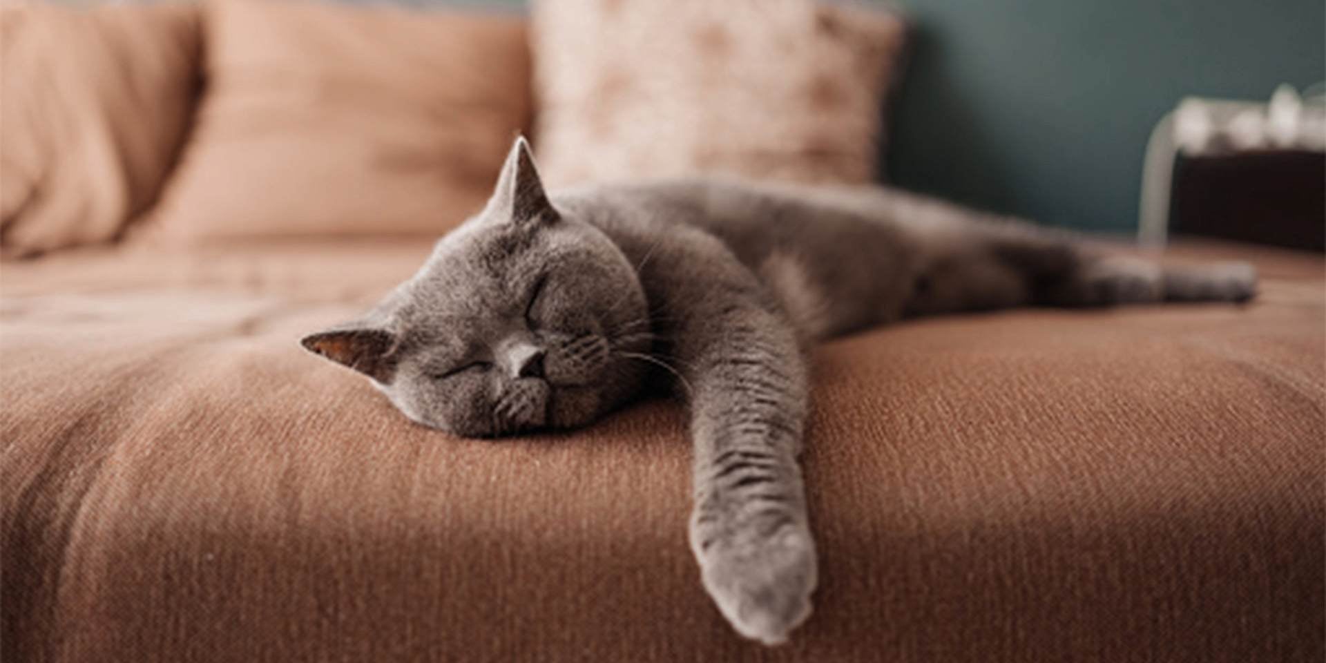 Raza de gato British Shorthair