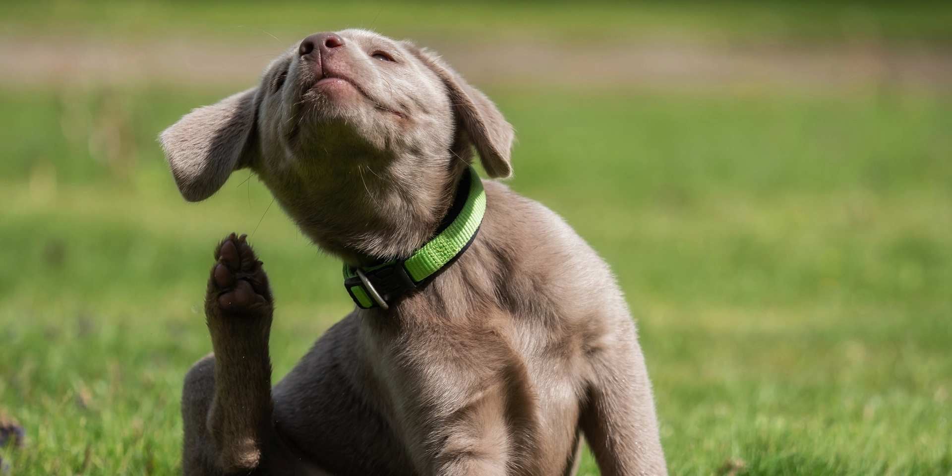 Problemas en orejas de perro: síntomas, causas y tratamiento
