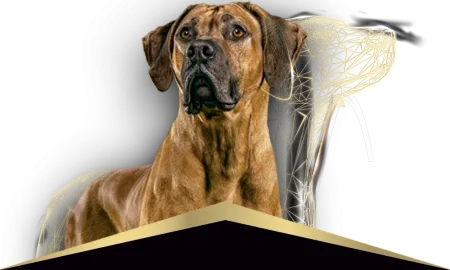 Pro-Plan-perros_1_0.png.webp?itok=hJ_LE7bv Pro-Plan-perros_1_0.png.webp?itok=hJ_LE7bv
