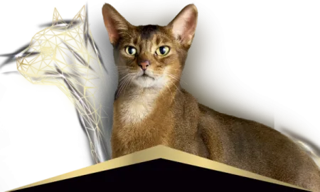 Pro-Plan-gatos.png.webp?itok=AYfXX5yY Pro-Plan-gatos.png.webp?itok=AYfXX5yY