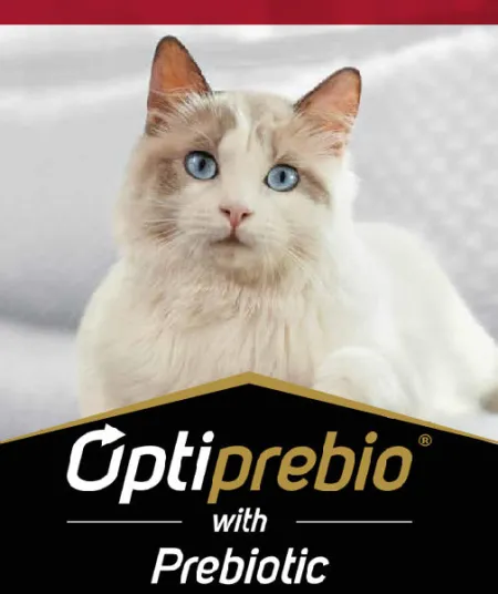 adulto_gato_pro_plan.jpg.webp?itok=eg1RkZHh adulto_gato_pro_plan.jpg.webp?itok=eg1RkZHh