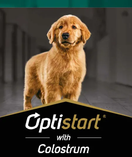 optistart_perros_pro_plan.jpg.webp?itok=hLXmCC6n optistart_perros_pro_plan.jpg.webp?itok=hLXmCC6n