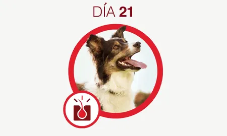 One-Cambios-dia-21.png.webp?itok=ojXrhYah One-Cambios-dia-21.png.webp?itok=ojXrhYah