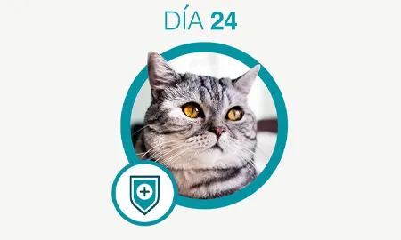 One-Cambios-dia-24_0.png.webp?itok=ofP40POp One-Cambios-dia-24_0.png.webp?itok=ofP40POp