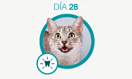 One-Cambios-dia-28_0.png.webp?itok=Vc2guZmS One-Cambios-dia-28_0.png.webp?itok=Vc2guZmS