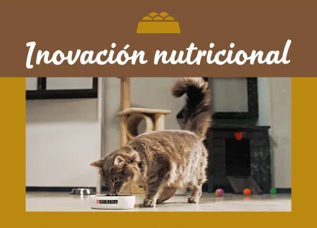 purina-img-nutrition.jpg.webp?itok=1Og7dMZ1 purina-img-nutrition.jpg.webp?itok=1Og7dMZ1