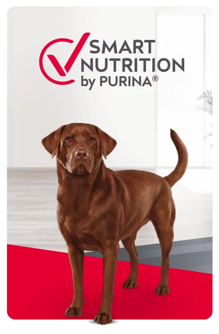 Purina Excellent Perro