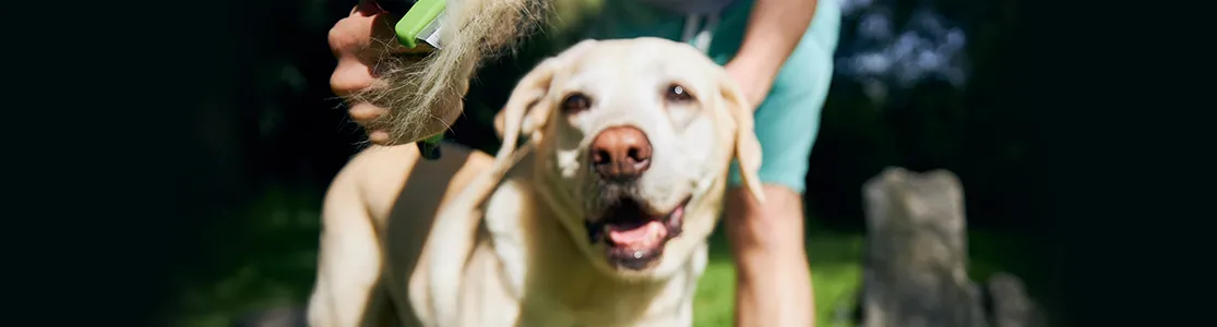 Purina-mi-perro-tiene-caspa-y-se-le-cae-el-pelo-que-puedo-hacer-banner-desktop.png