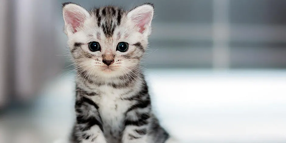 Todo lo que tienes que saber de los gatitos beb s Purina