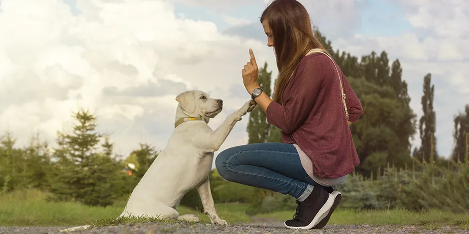 purina-5-tips-para-saber-como-educar-a-un-perro-cachorro.png