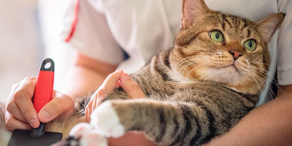 Cómo cuidar un gato bebé (según una veterinaria experta)