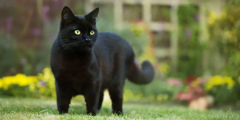 purina-gatos-negros-mitos-y-realidades.jpg