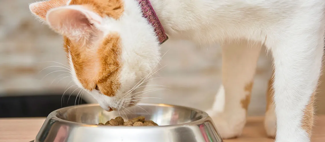 Ownat llega al Perú para brindar una nutrición completa y equilibrada a  perros y gatos, PUBLIRREPORTAJE