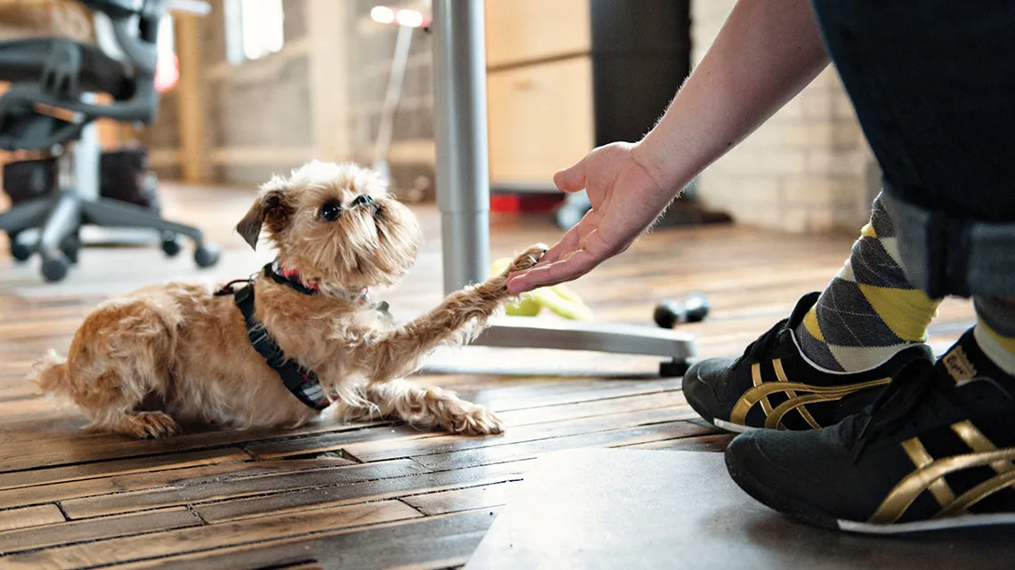 purina_enla_sociedad_mascotas_en_el_trabajo.jpg