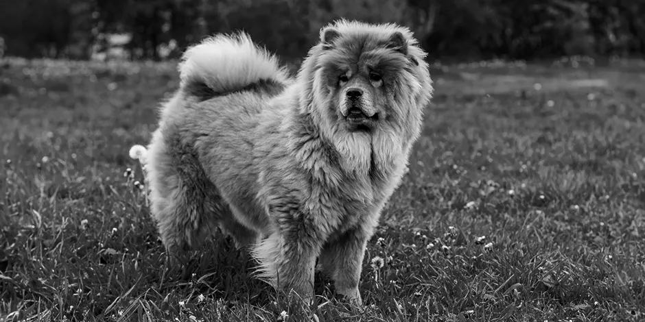 CHOW CHOW 940X470 2 ORIGEN.png