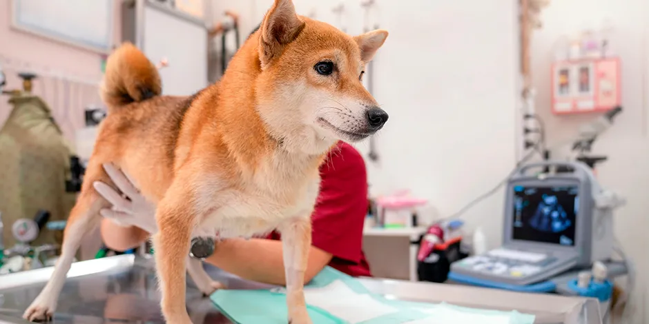 SHIBA INU 940X470 4 SALUD.png