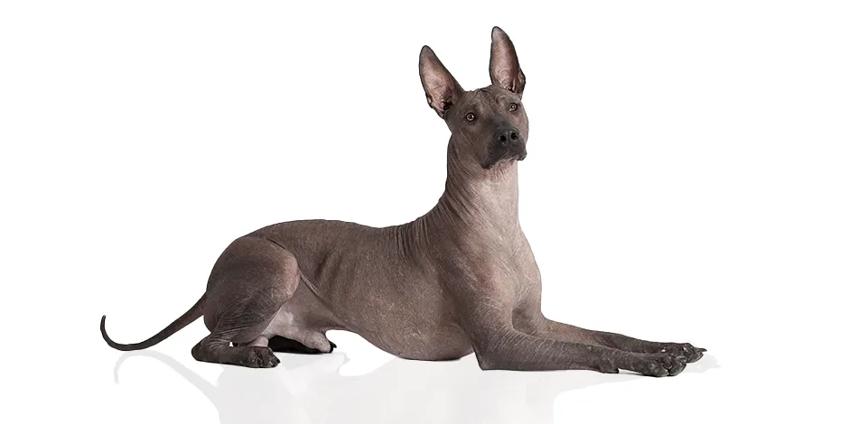 XOLOITZCUINTLE 940X470 1 SINF.png