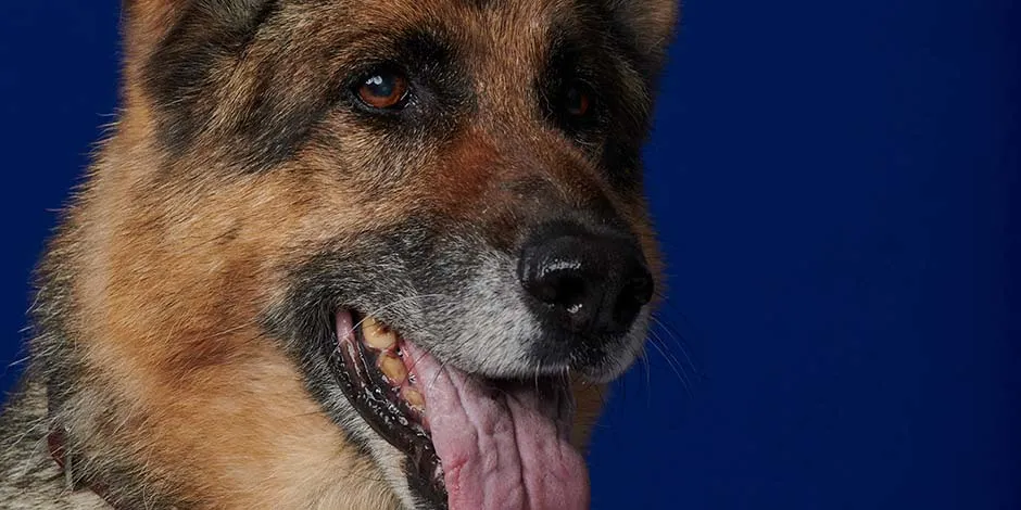 Conoce cuánto vive un perro como este pastor alemán adulto, con la lengua afuera, de color ocre y con marcas de la edad en el hocico.