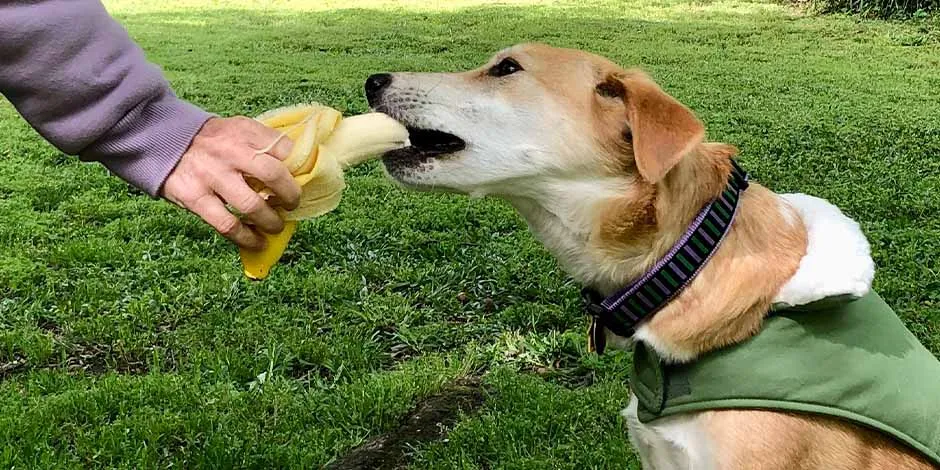 Perro con chaleco verde sentado, alimentándose con un plátano que le da su amo, en un parque