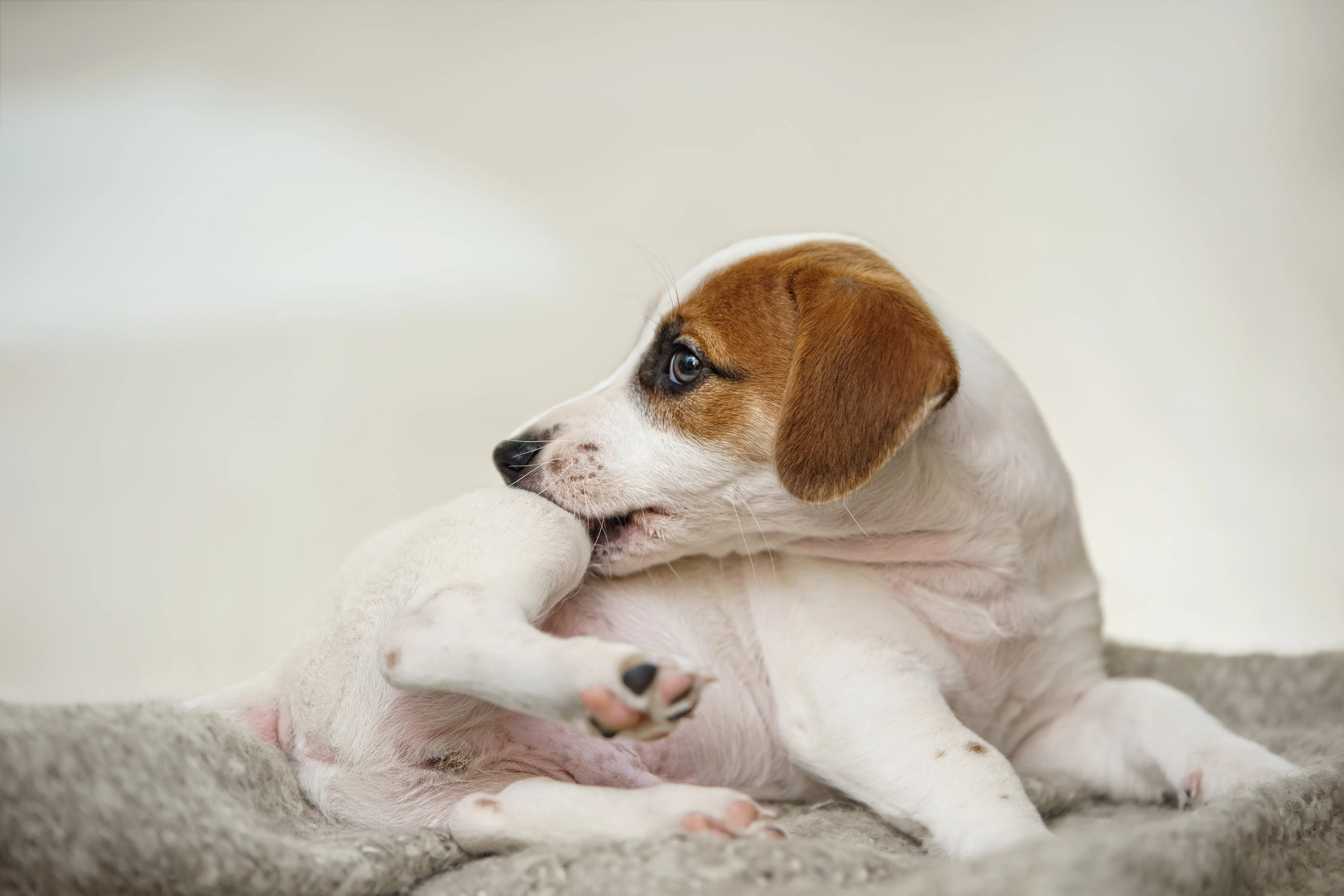 Los ácaros en perros pueden producir heridas como la que este cachorro de Jack Russell acostado está mordiendo en su pata trasera. 